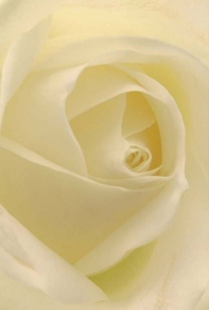 Gazing closely at this elegant white rose, one becomes enraptured by the seamless layering of velvety petals that spiral with serene sophistication. Shades of pure white and gentle cream merge gracefully, catching soft ambient light as if lit from within by Wembley's own quiet dawn. The form is a study in tranquility-the subtle interplay of shadow and light creating depth and movement, while the flawless arrangement of petals speaks to both natural perfection and the dedicated hand of skilled Wembley florists. This rose stands as an exquisite offering for any occasion that calls for grace: a romantic gesture exchanged near Wembley Central, a thoughtful apology tendered across the counter, or an elegant centrepiece for a local wedding. The bloom's fragrance is understated yet uplifting, infusing any space with an air of gentle comfort and renewal. Comparable to the harmonious spirit that runs through the heart of this vibrant community, the rose's quiet resilience and breathtaking purity lift the spirit of those who receive it.